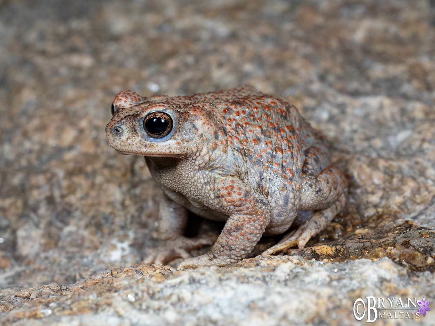 Red-spotted Toad, Arizona