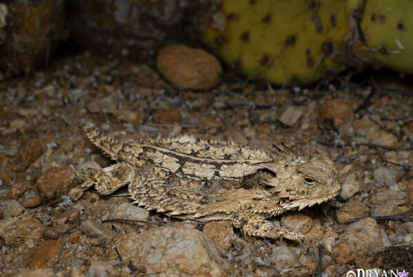 Regal Horned Lizard, AZ
