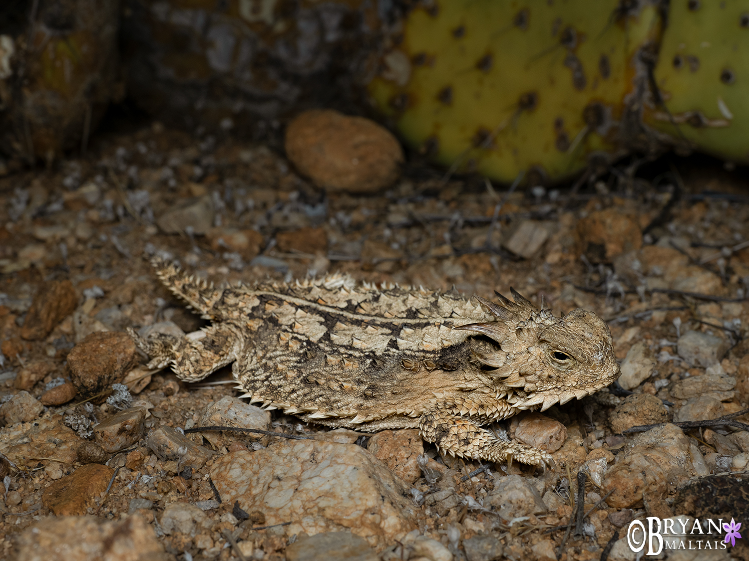 Regal Horned Lizard, AZ