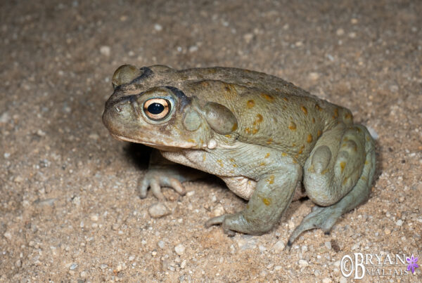 Sonoran Desert Toad, Arizona
