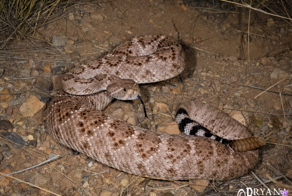 Western Diamondback Rattlesnake, Arizona
