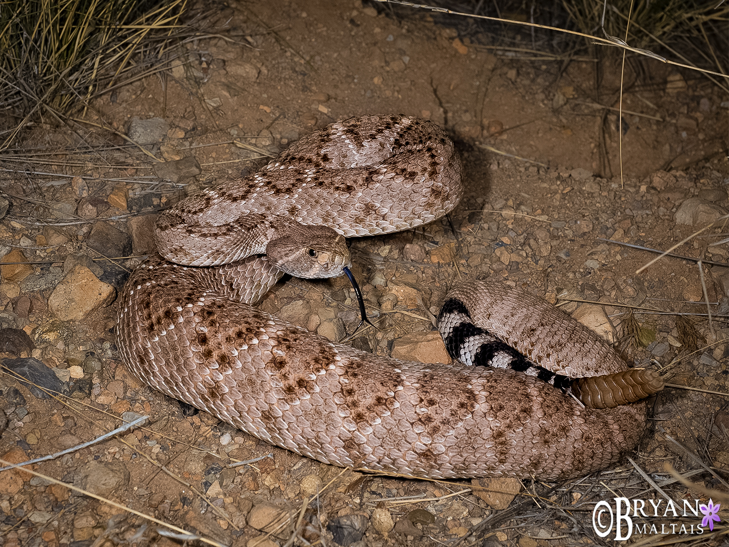 Western Diamondback Rattlesnake, Arizona