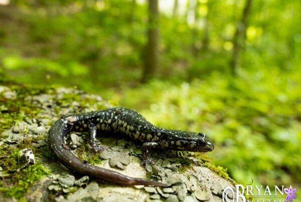 western slimy salamander habitat