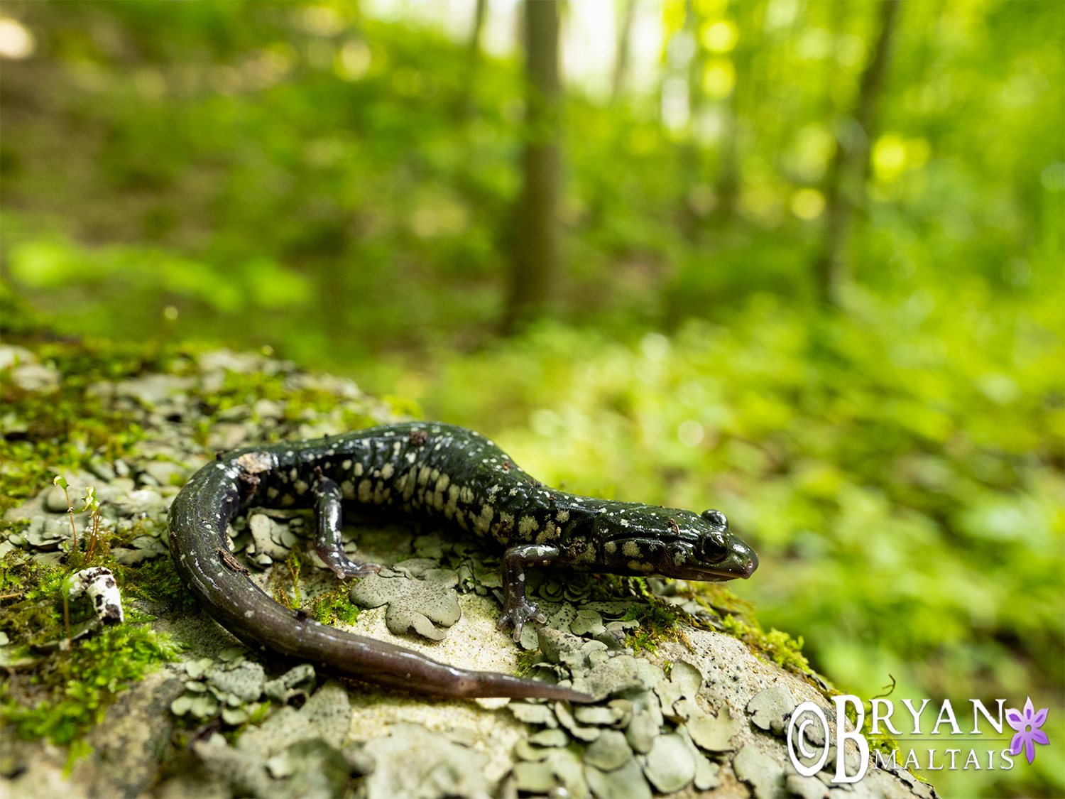 western slimy salamander habitat